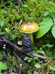 Tricholoma