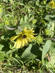 Silphium mohrii