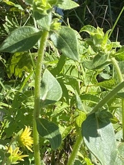 Silphium mohrii