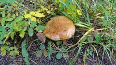 Suillus brevipes