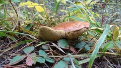 Suillus brevipes