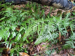 Pteris semipinnata