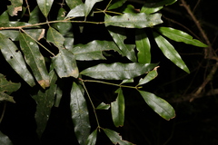 Cinnamomum oliveri