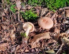 Lactarius vinaceorufescens