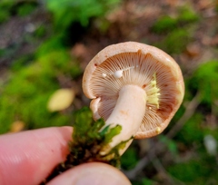 Lactarius vinaceorufescens