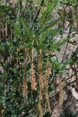 Alvaradoa amorphoides