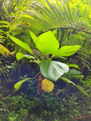 Cypholophus moluccanus