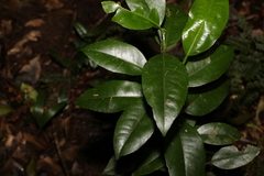Citrus × taitensis
