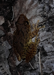 Scinax