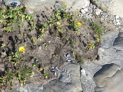 Calendula officinalis