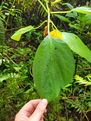 Cypholophus moluccanus