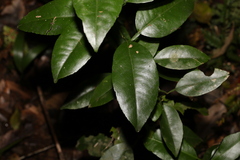 Citrus × taitensis