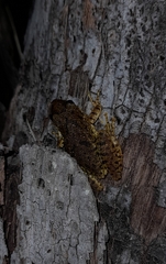 Scinax