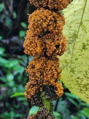 Cypholophus moluccanus