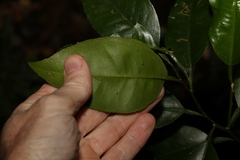 Citrus × taitensis