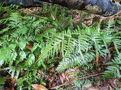 Pteris semipinnata