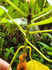 Cypholophus moluccanus