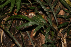 Blechnum patersonii