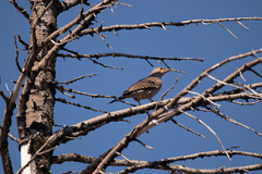 Colaptes auratus luteus × cafer