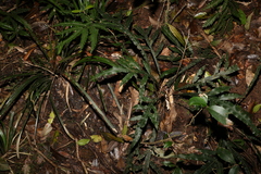 Blechnum patersonii