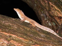 Anolis cristatellus