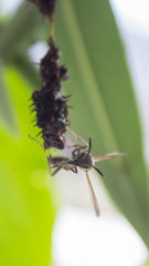 Mischocyttarus pallidipectus