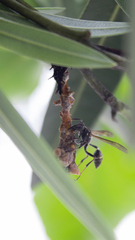 Mischocyttarus pallidipectus