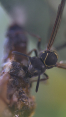 Mischocyttarus pallidipectus