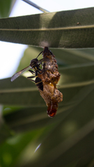 Mischocyttarus pallidipectus