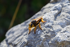 Pogonosoma maroccanum