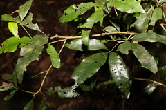 Heritiera trifoliolata