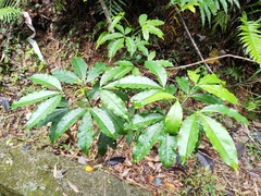 Melicope pteleifolia