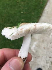 Leucoagaricus