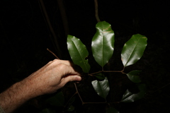 Mischocarpus pyriformis