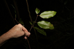 Mischocarpus pyriformis