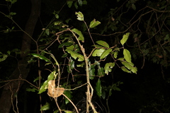 Mischocarpus pyriformis