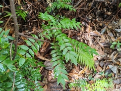 Rourea microphylla