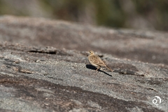 Anthus australis