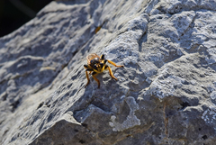 Pogonosoma maroccanum