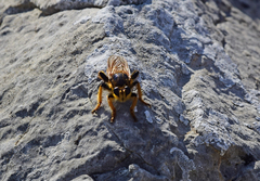 Pogonosoma maroccanum