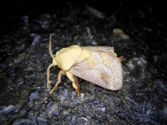Narosoideus flavidorsalis