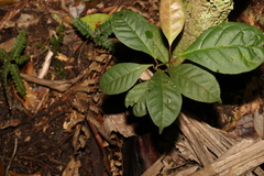 Quintinia verdonii
