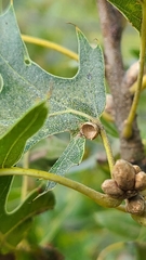 Dryocosmus quercuspalustris