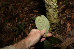 Quintinia verdonii