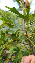 Dryocosmus quercuspalustris