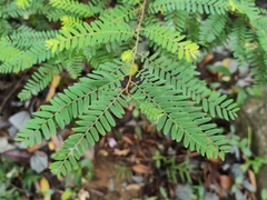 Phyllanthus emblica