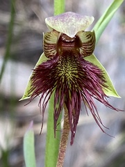 Calochilus paludosus