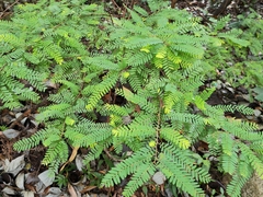Phyllanthus emblica