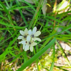 Wurmbea dioica