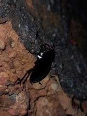 Blaberoidea